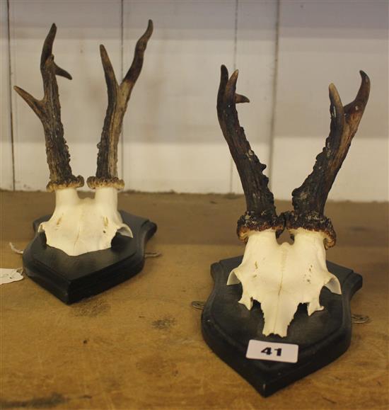 Pair of Skull trophies